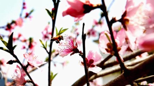 اليوم:  نزول جمرة الهواء  بالتقويم الفلاحي و هذه مميزاتها